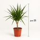 دراسينا مارغيناتا ساق واحدة – Dracaena marginata | ارتفاع 25 سم