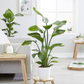نبات أوراق الموز - Strelitzia Nicolai Plant