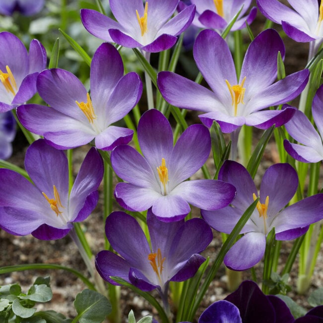 Saffron bulbs 10 - أبصال زعفران حجم كبير 10