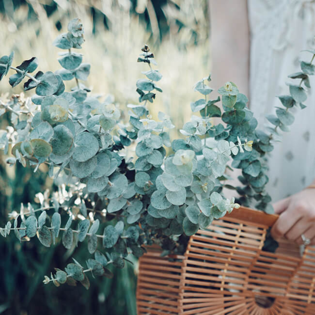 بذور أوكاليبتوس الأزرق( الزنبرك )  1000 بذرة - Eucalyptus pulverulenta Baby Blue Bouquet 1000 seeds