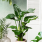 نبات أوراق الموز - Strelitzia Nicolai Plant