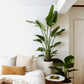 نبات أوراق الموز - Strelitzia Nicolai Plant
