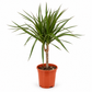 دراسينا مارغيناتا ساق واحدة – Dracaena marginata | ارتفاع 50 سم