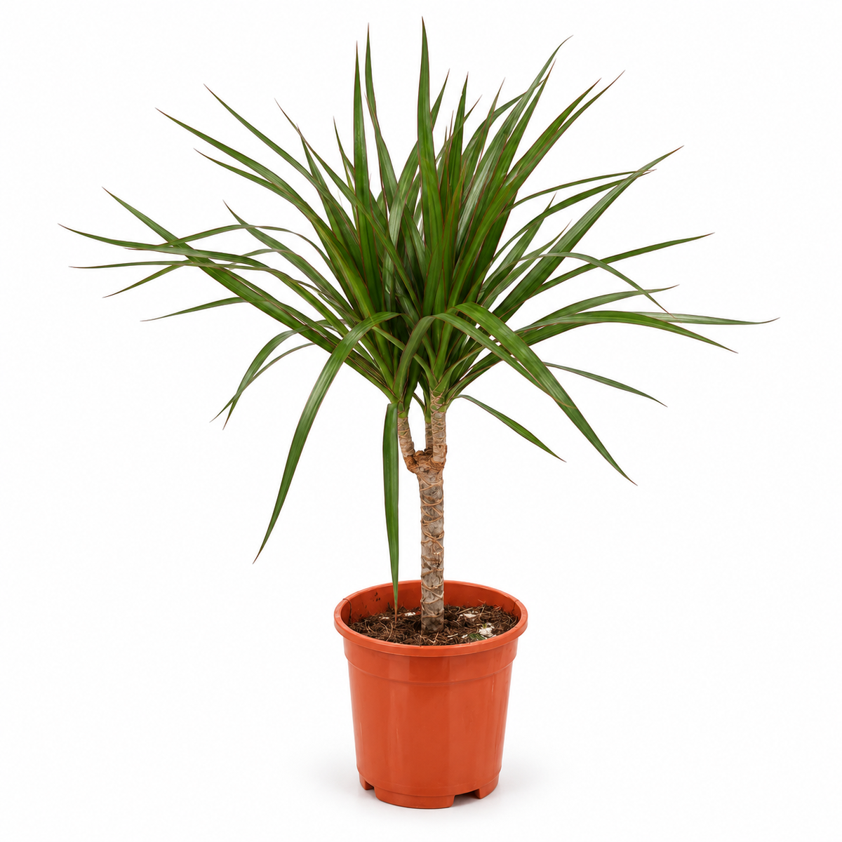 دراسينا مارغيناتا ساق واحدة – Dracaena marginata | ارتفاع 50 سم
