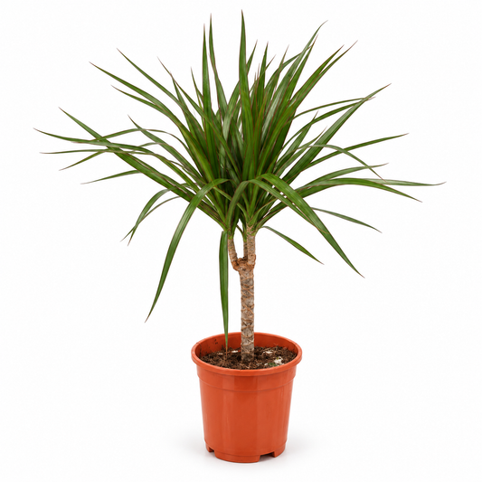 دراسينا مارغيناتا ساق واحدة – Dracaena marginata | ارتفاع 50 سم