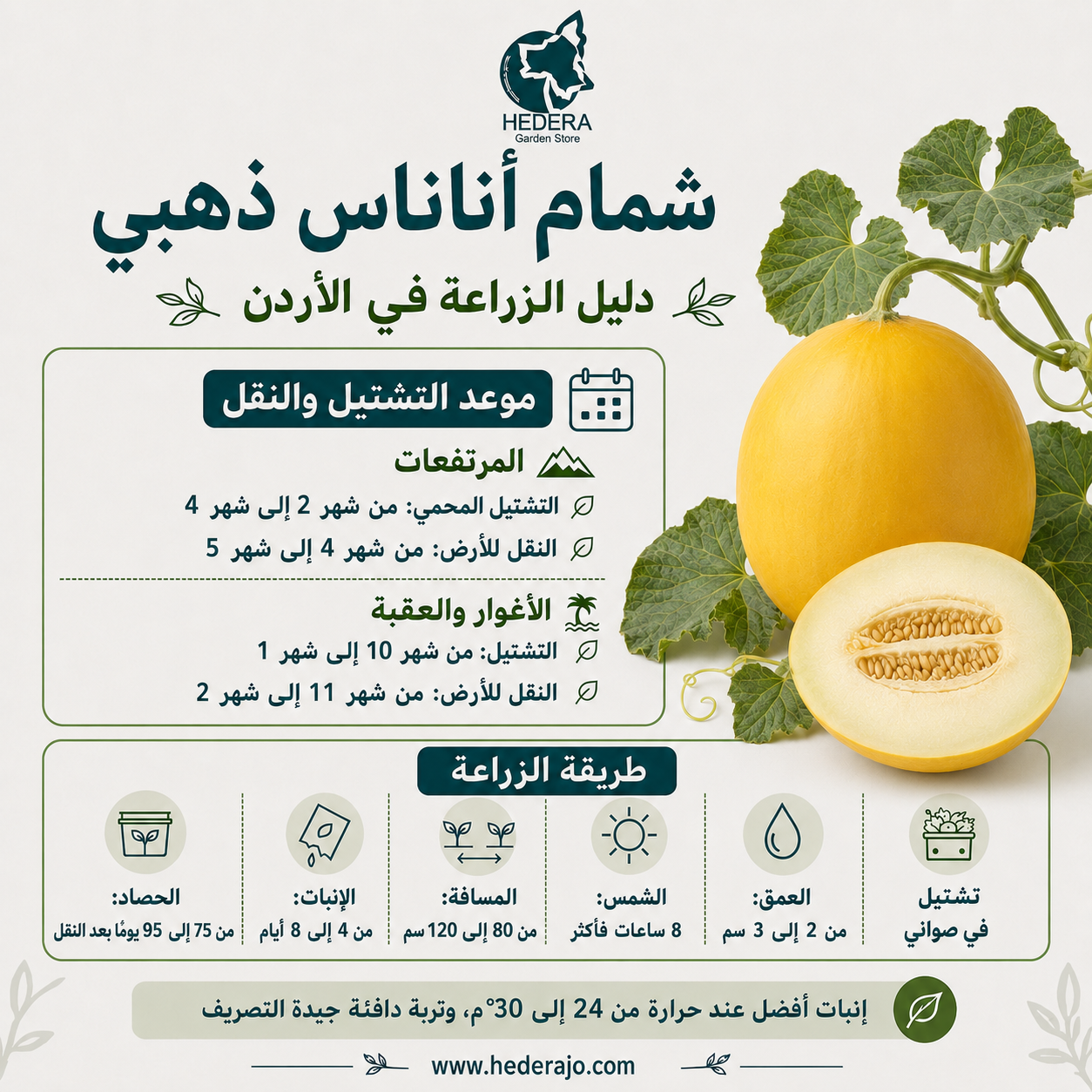 بذور شمام أناناس ذهبي – Golden Ananas Melon Seeds