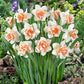 أبصال نرجس مزدوج الأزهار – Narcissus Replete Bulbs