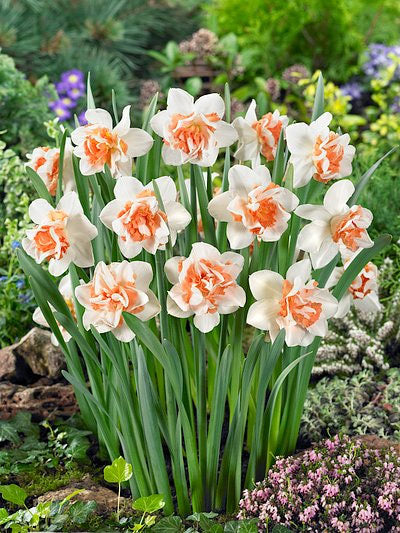 أبصال نرجس مزدوج الأزهار – Narcissus Replete Bulbs