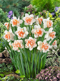 أبصال نرجس مزدوج الأزهار – Narcissus Replete Bulbs