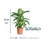نبات ديفنباخيا - Dieffenbachia