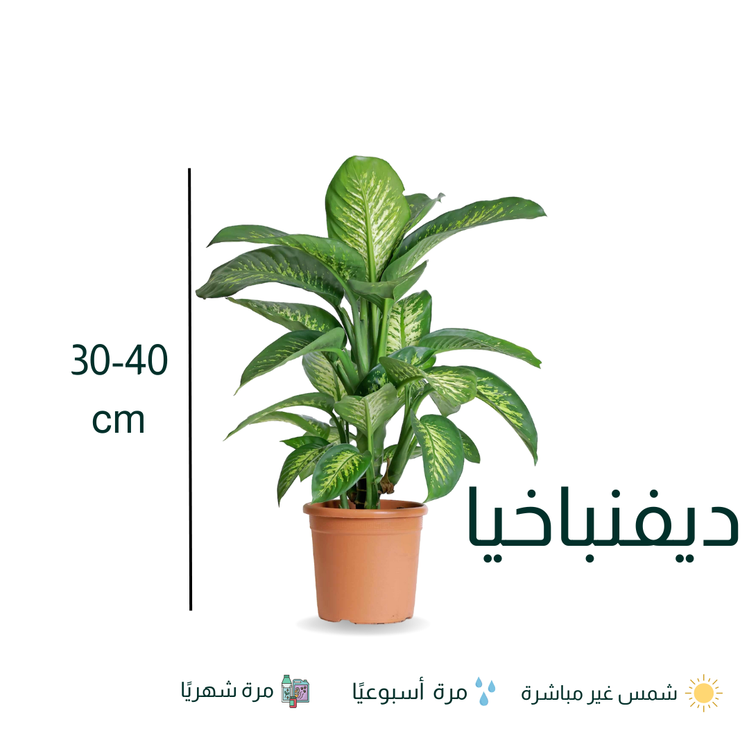 Dieffenbachia - نبات ديفنباخيا