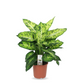 نبات ديفنباخيا - Dieffenbachia