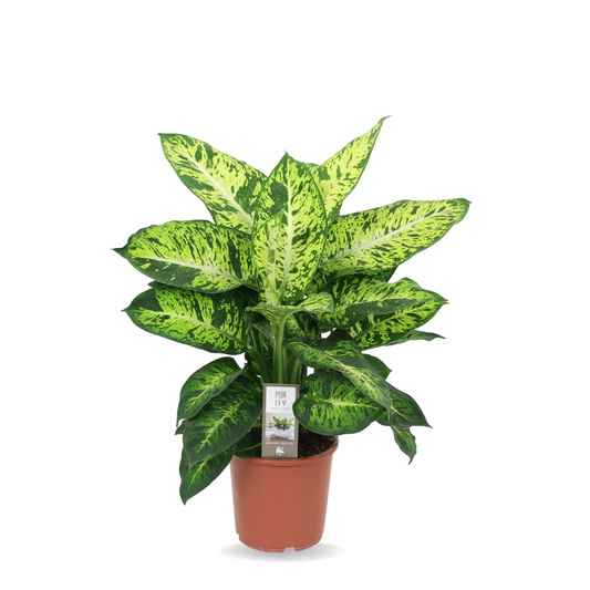 Dieffenbachia - نبات ديفنباخيا