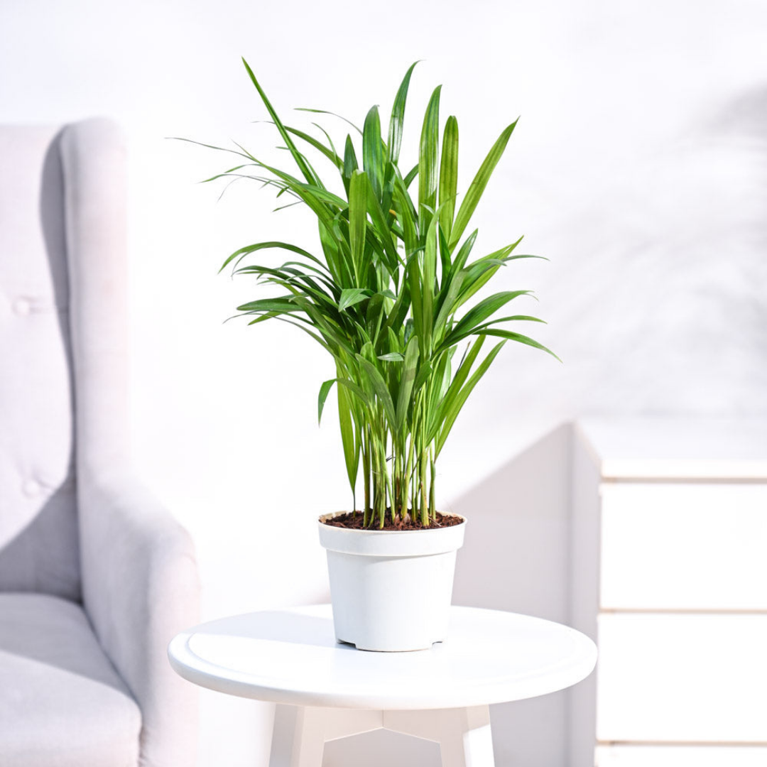 Areca palm - أريكا