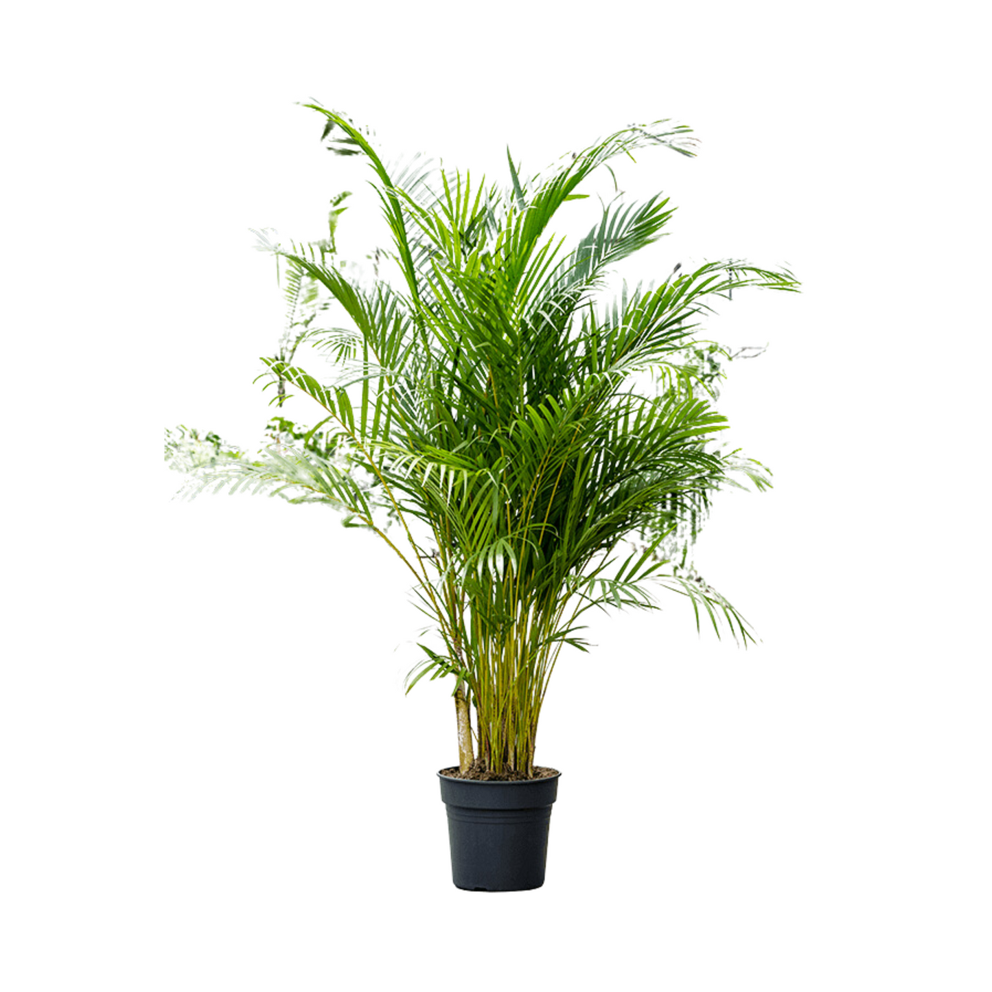 areca palm 160 cm - نخيل أريكا 160 سم