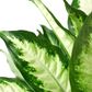 نبات ديفنباخيا - Dieffenbachia