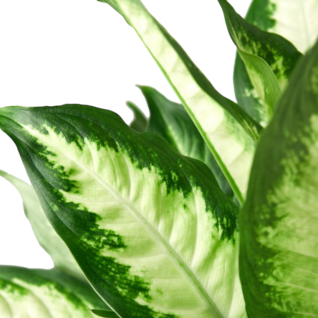 Dieffenbachia - نبات ديفنباخيا