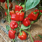 بذور هجينة فلفل حلو رويـــال 1000 بذرة - Sweet Pepper Royal F1 Seeds 1000 Seeds