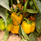 بذور هجينة فلفل حلو صن جولد 1000 بذرة - Sweet Pepper Sun GoldF1 Seeds 1000 Seeds