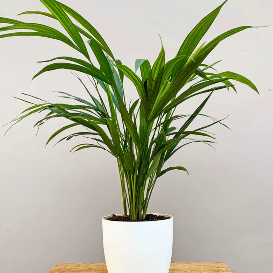 Areca palm - أريكا