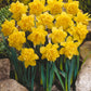 أبصال نرجس أصفر مزدوج للزراعة – Narcissus Dick Wilden Bulbs