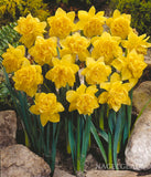 أبصال نرجس أصفر مزدوج للزراعة – Narcissus Dick Wilden Bulbs