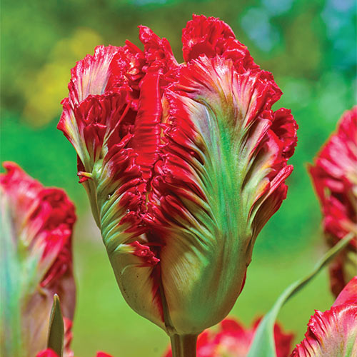 أبصال تيوليب الببغاء الملونة للزراعة – Tulip Exotic Parrot Bulbs