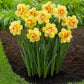 أبصال نرجس أصفر مزدوج للزراعة – Narcissus Dick Wilden Bulbs