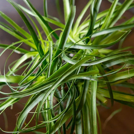 Beaucarnea Recurvata - نبات رجل الفيل أو الارجيلة