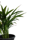 Areca palm - أريكا