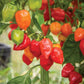 فلفل هابانيرو أحمر كاريبي حار جدًا – Caribbean Habanero Hot Pepper Seeds