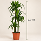 دراسينا جانيت كريغ 150 سم منسقة كنبتة أرضية داخل غرفة معيشة