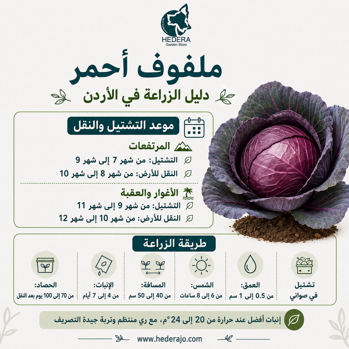 بذور ملفوف أحمر عالية الجودة – High Quality Red Cabbage Seeds