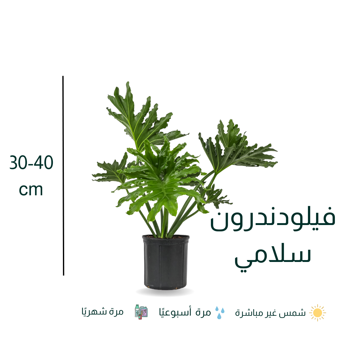 Philodendron selloum - فيلودندرون سلامي أو سلوم