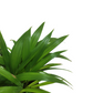 Areca palm - أريكا