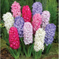 هياسنت مكس- Hyacinth Mix bulbs