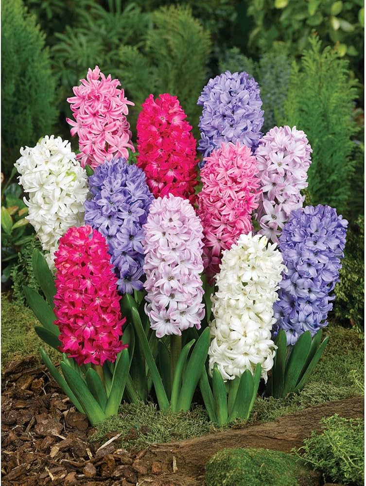 هياسنت مكس- Hyacinth Mix bulbs