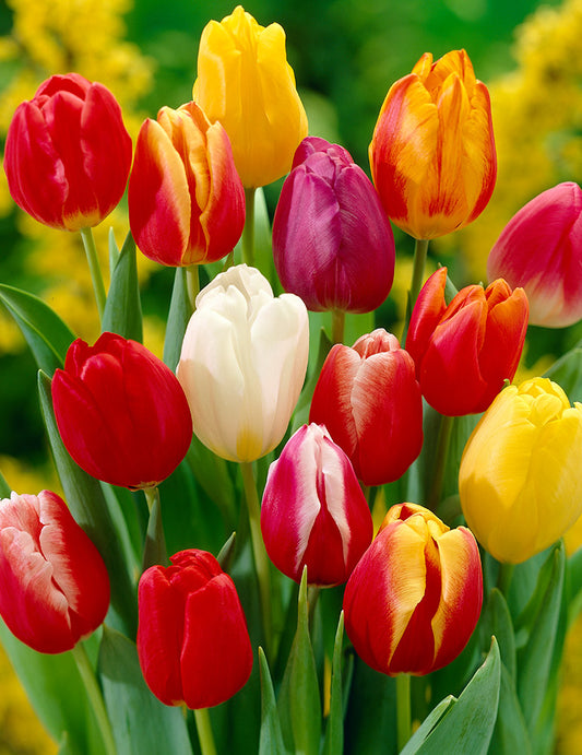 أبصال تيوليب متعددة الألوان للزراعة – Mixed Tulip Bulbs