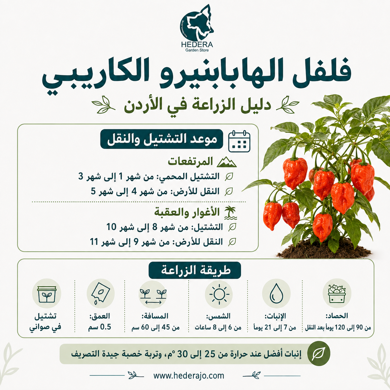 فلفل هابانيرو أصفر كاريبي حار جدًا – Caribbean Habanero Hot Pepper Seeds