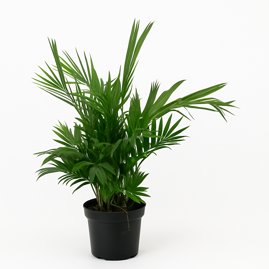 شمادوريا 60 سم – Chamaedorea elegans 60 cm