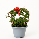 دمعة الطفل 30 سم – Baby’s Tears 30 cm