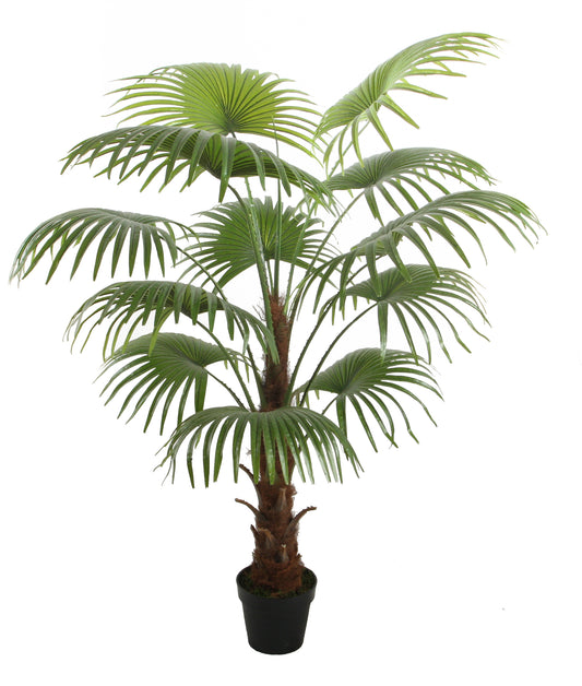 Fan Palm - نخلة شاميروباس