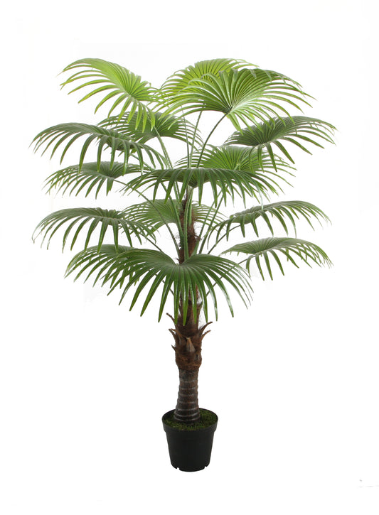 Fan Palm - نخلة شاميروباس