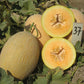 بذور شمام أناناس ذهبي – Golden Ananas Melon Seeds