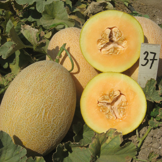 بذور شمام أناناس ذهبي – Golden Ananas Melon Seeds