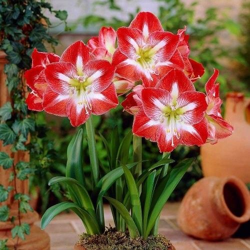 أمارلس مِينيرفا – بصيلة زهور هولندية فاخرة بلون أحمر قرمزي ومركز أبيض – Hippeastrum Galaxy ‘Minerva’