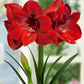 أمارلس بنفيكا – بصيلة زهور هولندية بلون أحمر مخملي فاخر – *Hippeastrum Galaxy ‘Benfica’*