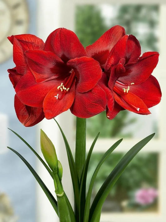 أمارلس بنفيكا – بصيلة زهور هولندية بلون أحمر مخملي فاخر – *Hippeastrum Galaxy ‘Benfica’*