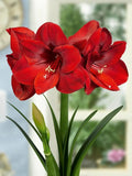 أمارلس بنفيكا – بصيلة زهور هولندية بلون أحمر مخملي فاخر – *Hippeastrum Galaxy ‘Benfica’*