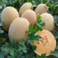 بذور شمام أناناس ذهبي – Golden Ananas Melon Seeds